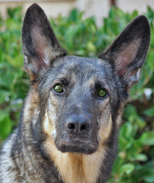 Luuna <b>Microchip #:</b> 7F03YTY836M C.G.CA/U