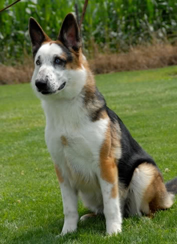 Sombra <b>Microchip #:</b> 3CW4YMF696F C.G.CA/U, C.PSA, C.ESA